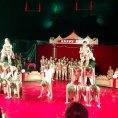 Cirkus